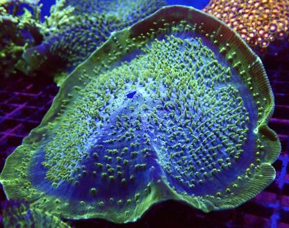 WYSIWYG Jumbo Metallic Giant Cup Mushroom  ( Amplexidiscus )
