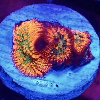 Ultra Forest Fire Mushroom Small Triple Head