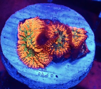 Ultra Forest Fire Mushroom Small Triple Head