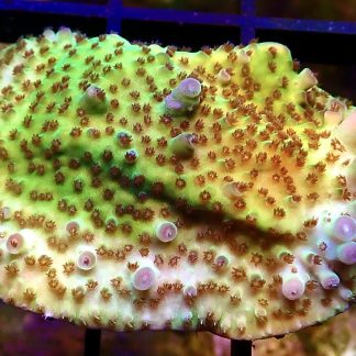 WYSIWYG R3 Tabling Acropora