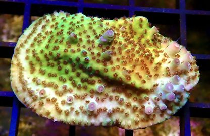 WYSIWYG R3 Tabling Acropora