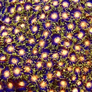 Citrus Blast Zoanthid Frag 10+ Polyps