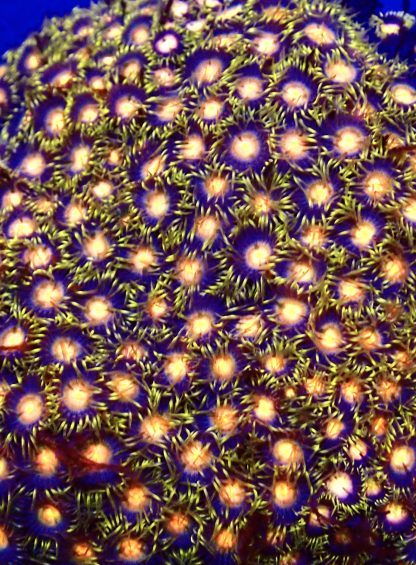 Citrus Blast Zoanthid Frag 10+ Polyps