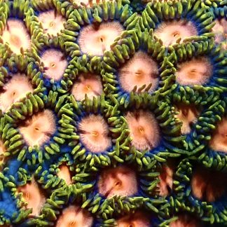 Strawberry Moon Zoanthid Frag 10+ Polyps