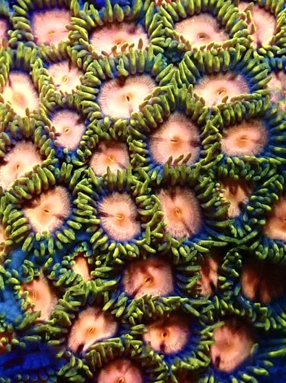 Strawberry Moon Zoanthid Frag 10+ Polyps