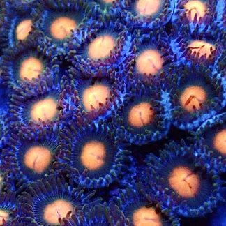 Juniper Glow Zoanthid Frag  (10+ Polyps)