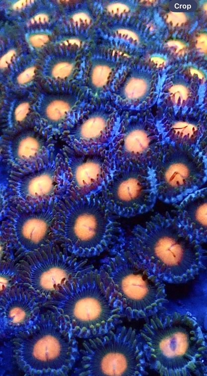 Juniper Glow Zoanthid Frag  (10+ Polyps)