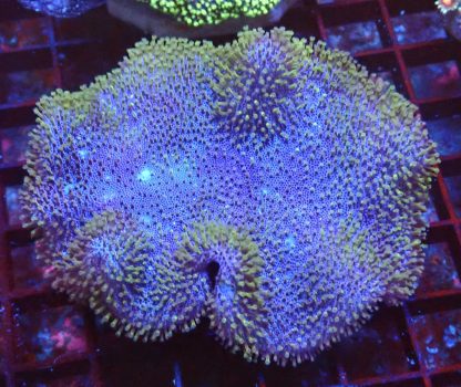 WYSIWYG Green Polyped Toadstool Leather Colony