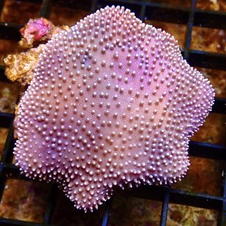 Toadstool Leather Colony 2