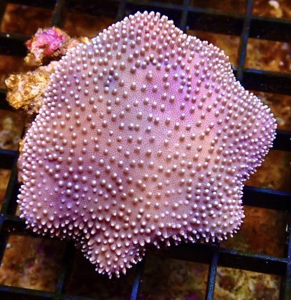 Toadstool Leather Colony 2