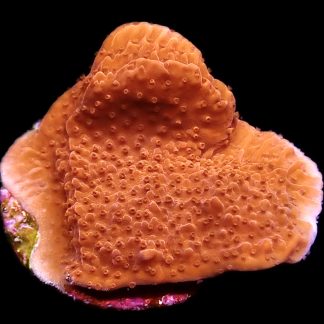 WYSIWYG 13C Orange Plating Montipora Frag