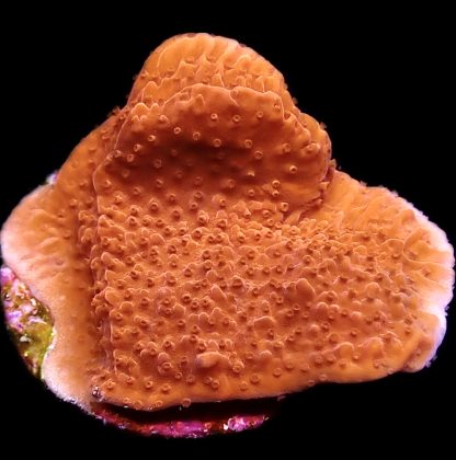 WYSIWYG 13C Orange Plating Montipora Frag