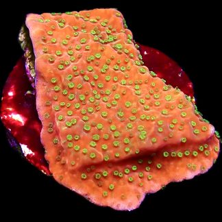 WYSIWYG 15A Tropic Thunder Montipora Frag