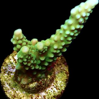WYSIWYG 16D Bali Slimer Staghorn Acropora