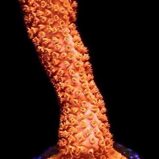 WYSIWYG 23i Burning Ember Montipora Digitata Large
