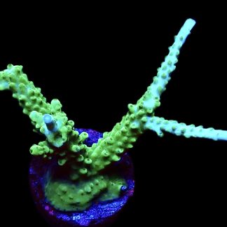 WYSIWYG 19C Turquoise And Blue Staghorn