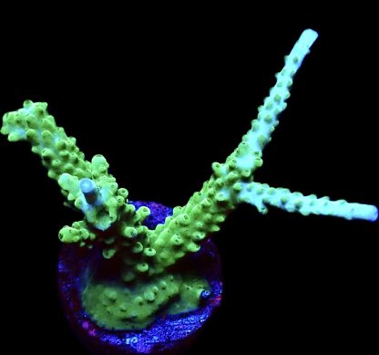WYSIWYG 19C Turquoise And Blue Staghorn
