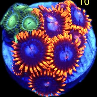 WYSIWYG Zoanthid Frag M10