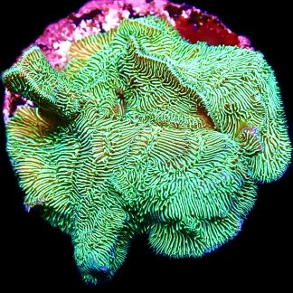 WYSIWYG 10G Ultra Metallic Scrolling Pavona Frag