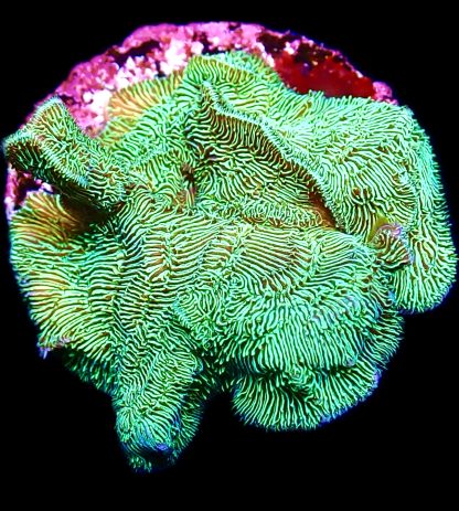 WYSIWYG 10G Ultra Metallic Scrolling Pavona Frag