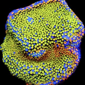 WYSIWYG 10J Rainbow Montipora Large