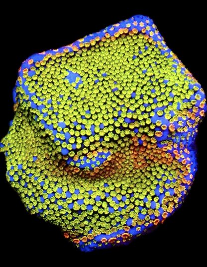 WYSIWYG 10J Rainbow Montipora Large
