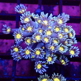 WYSIWYG 34E Goniopora Frag