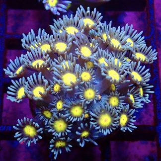 WYSIWYG 34F Goniopora Frag