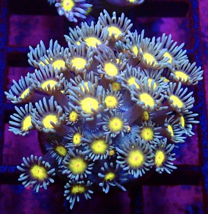 WYSIWYG 34F Goniopora Frag
