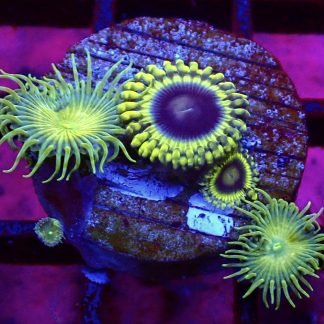 WYSIWYG TB2 Blue Rhino Zoa / Grand Palythoa Combo