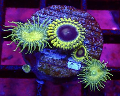 WYSIWYG TB2 Blue Rhino Zoa / Grand Palythoa Combo