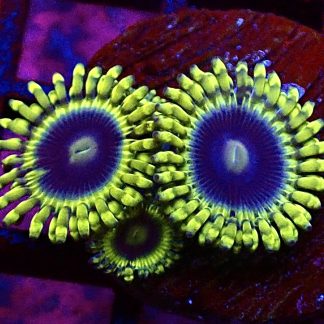 WYSIWYG TB3 Blue Rhino Zoa Triple Polyp