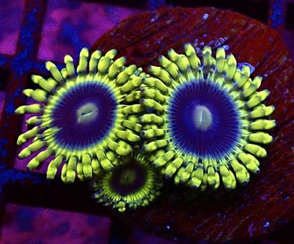 WYSIWYG TB3 Blue Rhino Zoa Triple Polyp