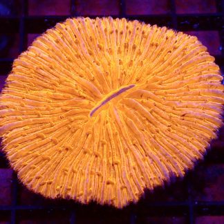 Ultra Grade Fungia Plate Colony 2