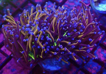 WYSIWYG T1 N.Y. Knicks Torch Euphyllia Treble Head
