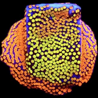 WYSIWYG 32A Rainbow Montipora