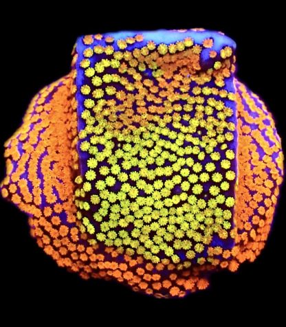 WYSIWYG 32A Rainbow Montipora