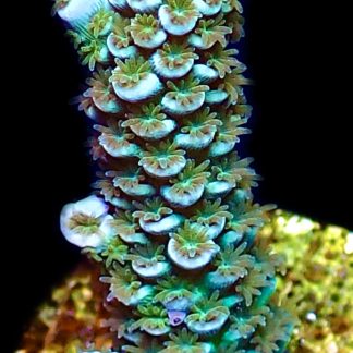 WYSIWYG 21G Blue Azure Acropora Tenius