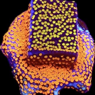 WYSIWYG 32F Rainbow Montipora