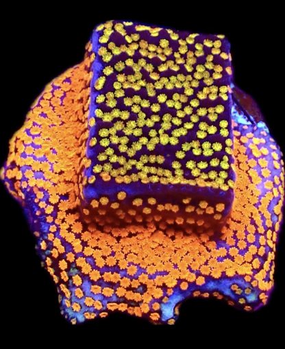 WYSIWYG 32F Rainbow Montipora