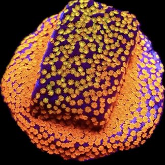 WYSIWYG 32G Rainbow Montipora