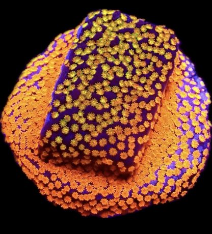 WYSIWYG 32G Rainbow Montipora