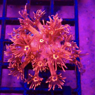WYSIWYG Blazing Inferno Long Polyped Goniopora Frag 25+ Polyps