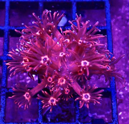 WYSIWYG Blazing Inferno Long Polyped Goniopora Frag 25+ Polyps - Image 2