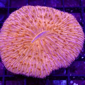 Ultra Grade Fungia Plate Colony 2