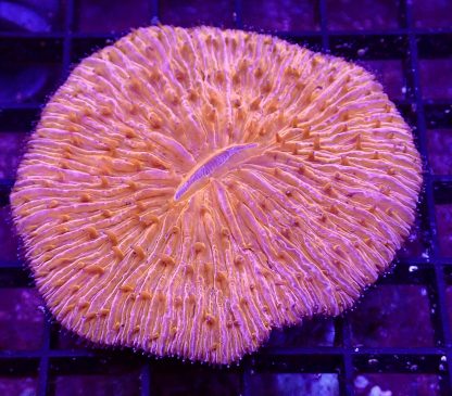 Ultra Grade Fungia Plate Colony 2
