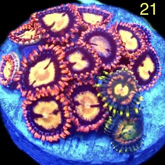 WYSIWYG Zoanthid Frag M21