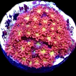 WYSIWYG Iron Man Bernardapora Large Frag (30+ Polyps)