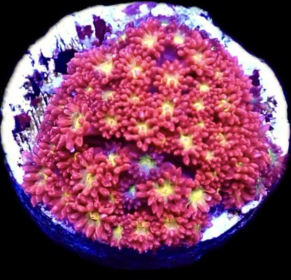 WYSIWYG Iron Man Bernardapora Large Frag (30+ Polyps)