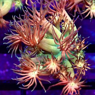 WYSIWYG Amazeballs Goniopora Frag 20+ Polyps